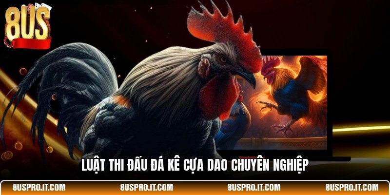 Luật thi đấu đá kê cựa dao chuyên nghiệp