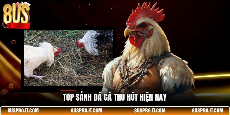 Top sảnh đá gà thu hút hiện nay